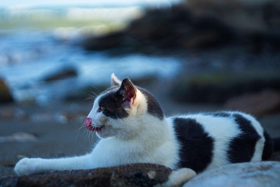 Gato acostado
