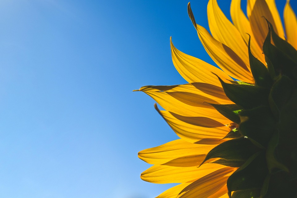 girasol