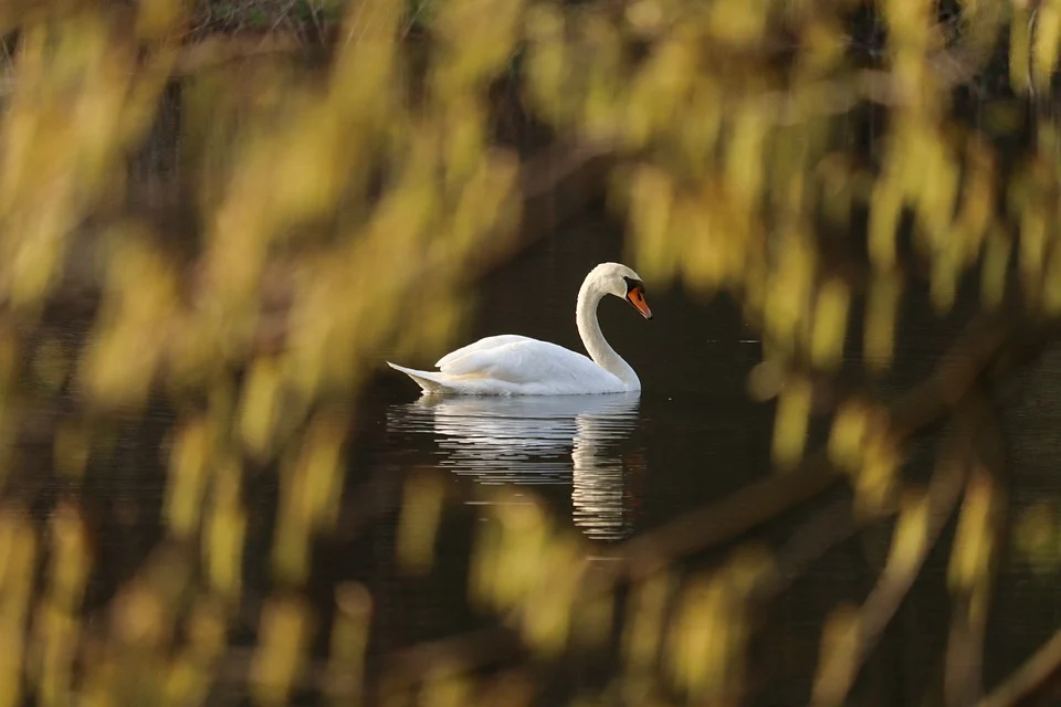 Cisne